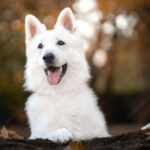 AdobeStock_484532375_Preview-1