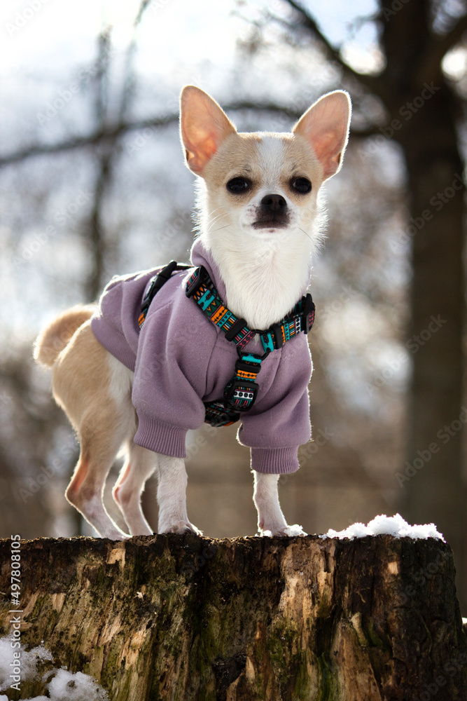 AdobeStock_497808105_Preview-2
