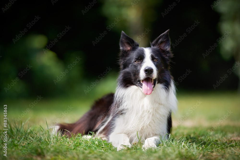 AdobeStock_88345863_Preview-1