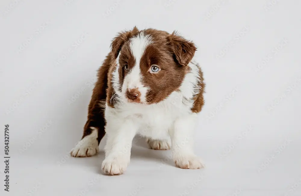 AdobeStock_504327796_Preview